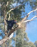 Affordable Dan's Tree Services image 2